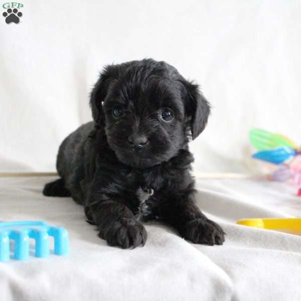Sheila, Yorkie Poo Puppy